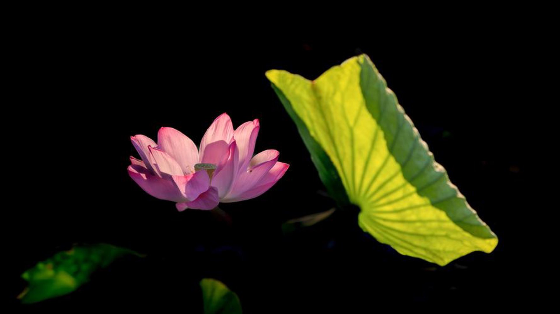 秒阅鲜花